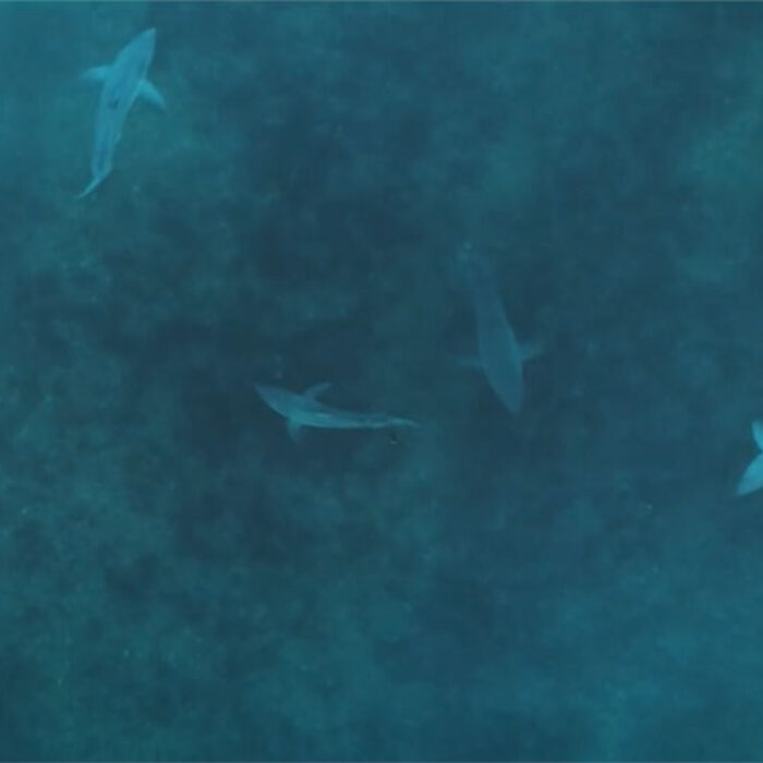 Great white sharks in infrared