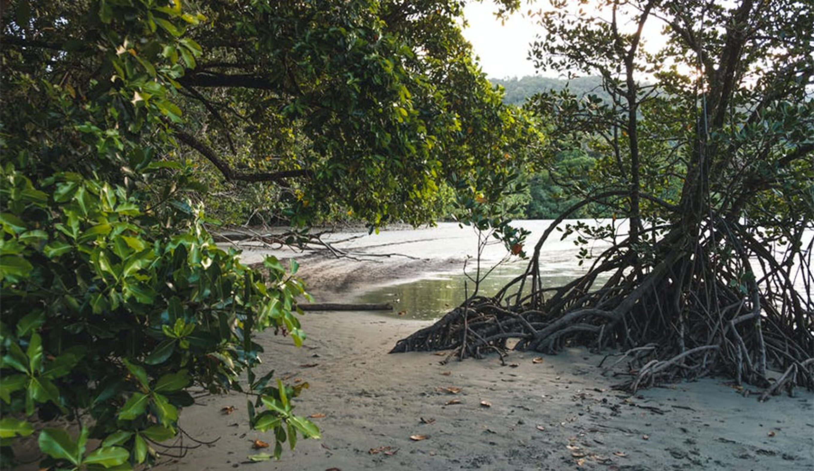 Mangrove forests