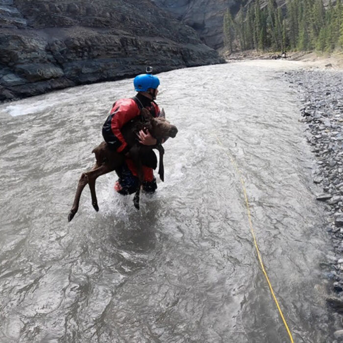 a kayaker rescues a baby moose
