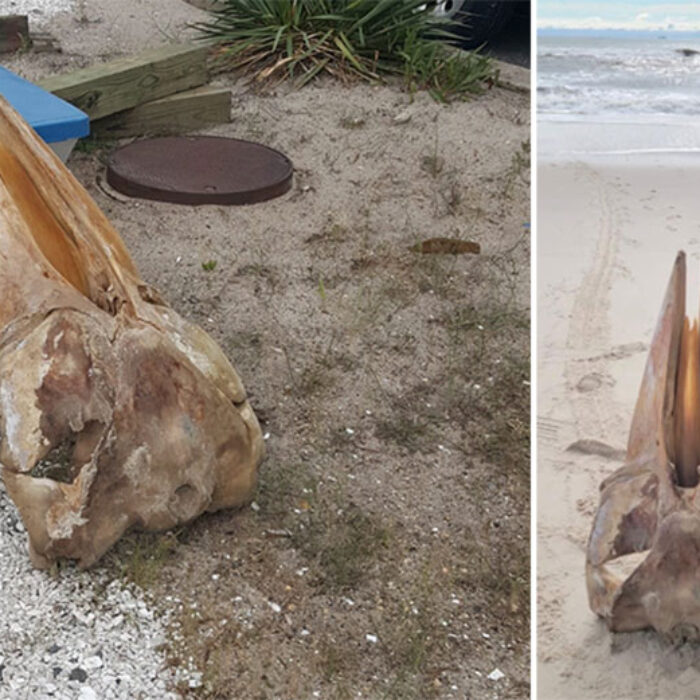 Mystery Skull on New Jersey Beach