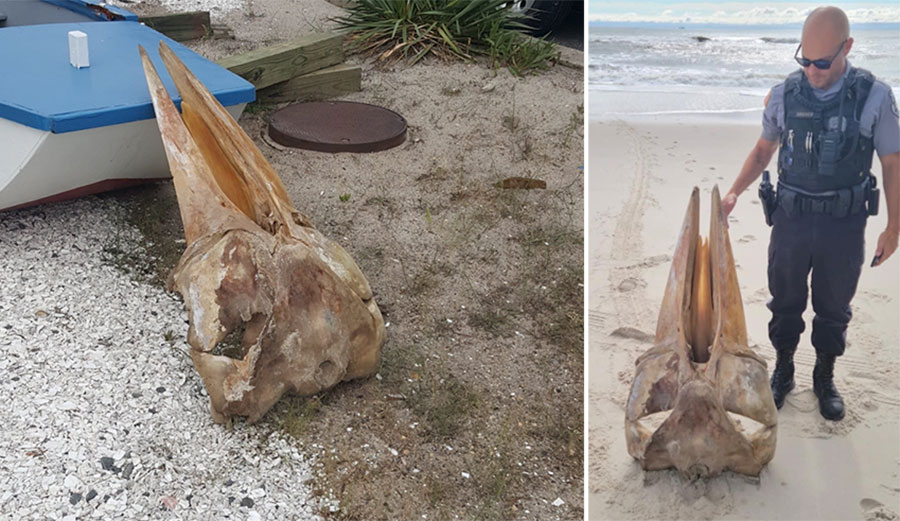 Mystery Skull on New Jersey Beach