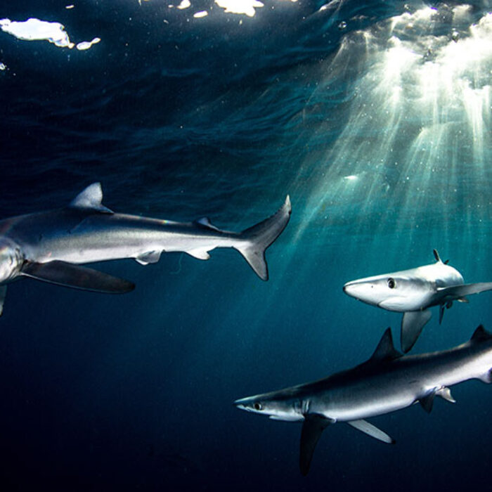 Blue sharks need shark conservation