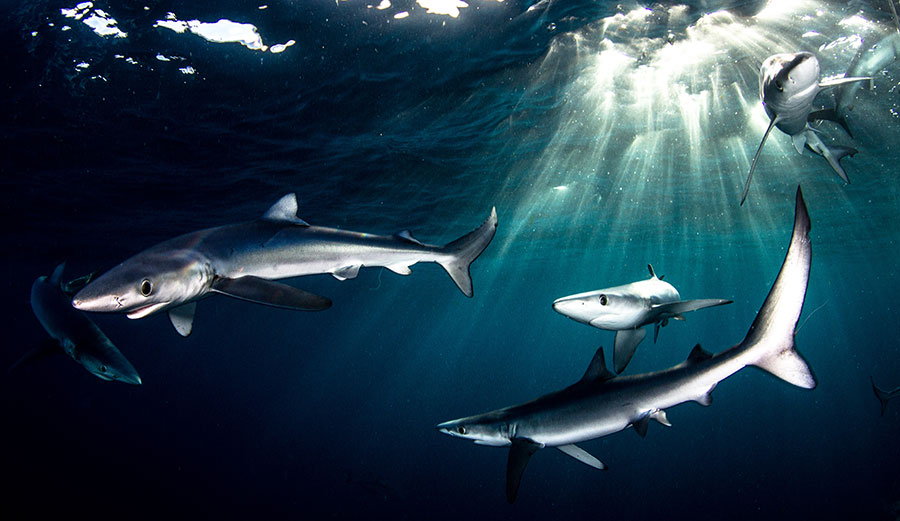 Blue sharks need shark conservation 