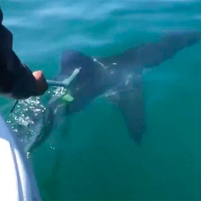 two men save a great white shark