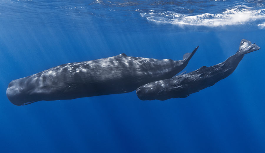 A mother sperm whale and her calf