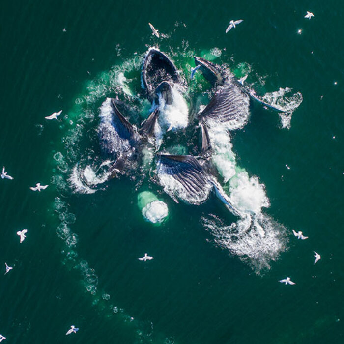 humpback whales bubble-net feeding