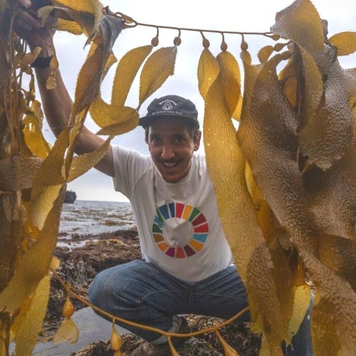 Kelp Restoration SeaTrees