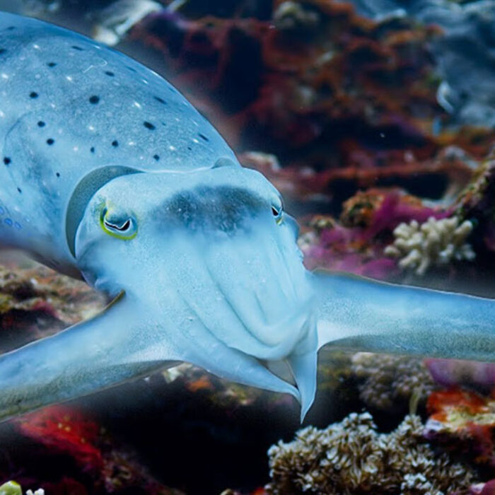 cuttlefish changing colors