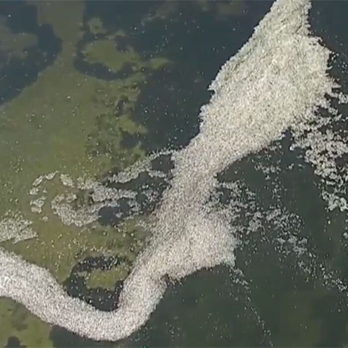 Florida red tide kills thousands of fish