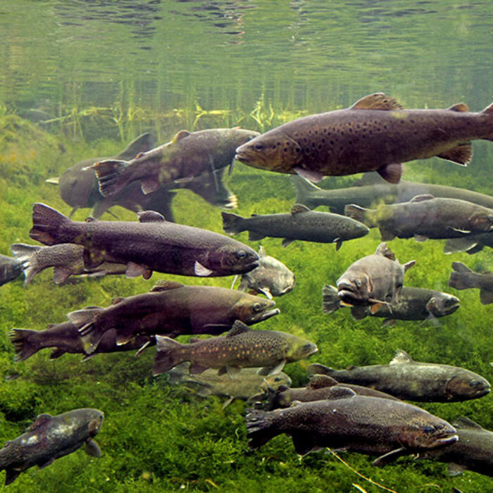 trout swim close to the river surface