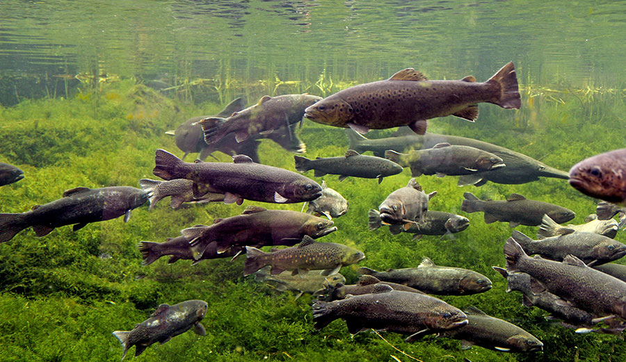 trout swim close to the river surface