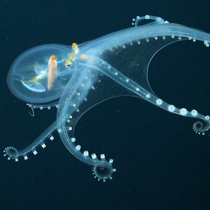 Glass octopus in deep sea