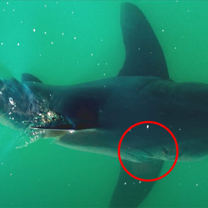scar on this great white shark