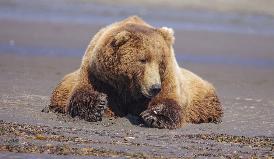 A grizzly Bear digging for clams on a beach in Katmai, Alaska.
