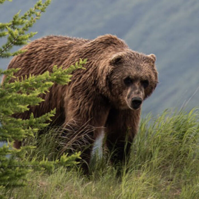 Grizzly bear at the Alaska Wildlife Conservation Center