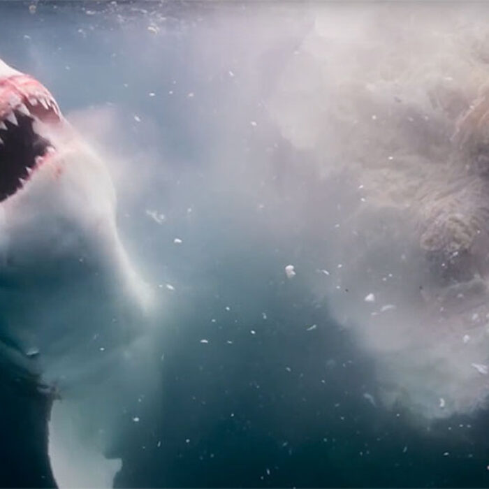 great white sharks feeding