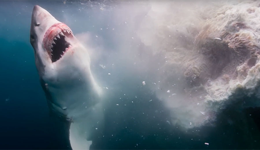 Up-Close-and-Personal Footage of Sharks Gorging Themselves on a Whale Carca...