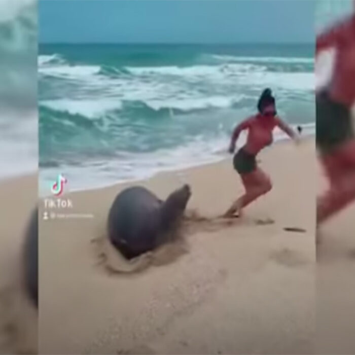 A TikTok video shows a tourist harassing a seal in Hawaii