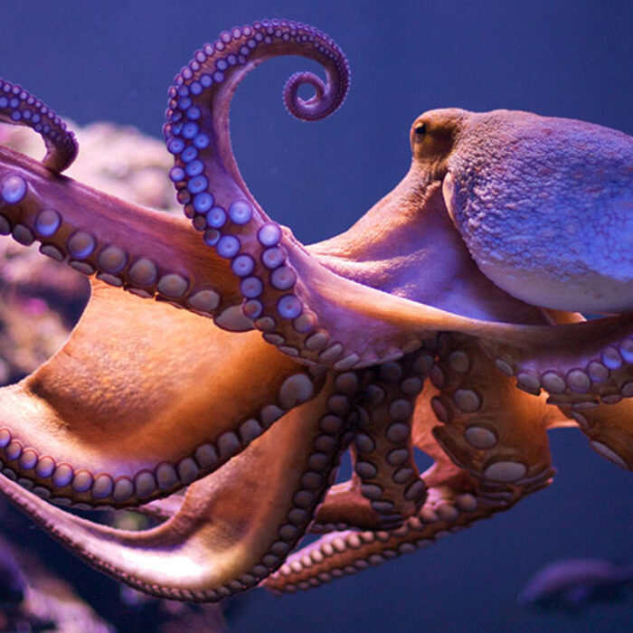 Octopuses are So Intelligent