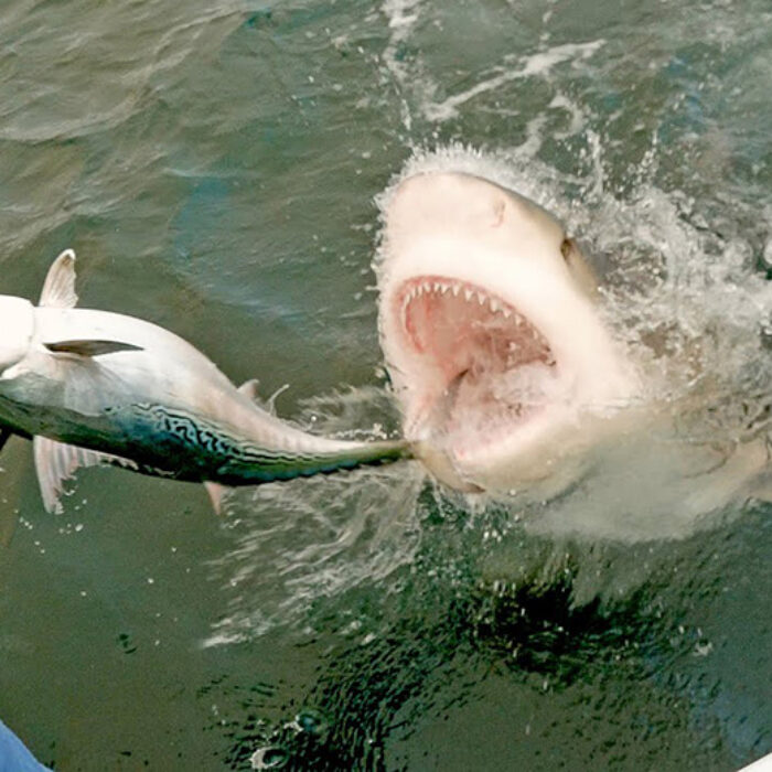 a shark goes after a fish