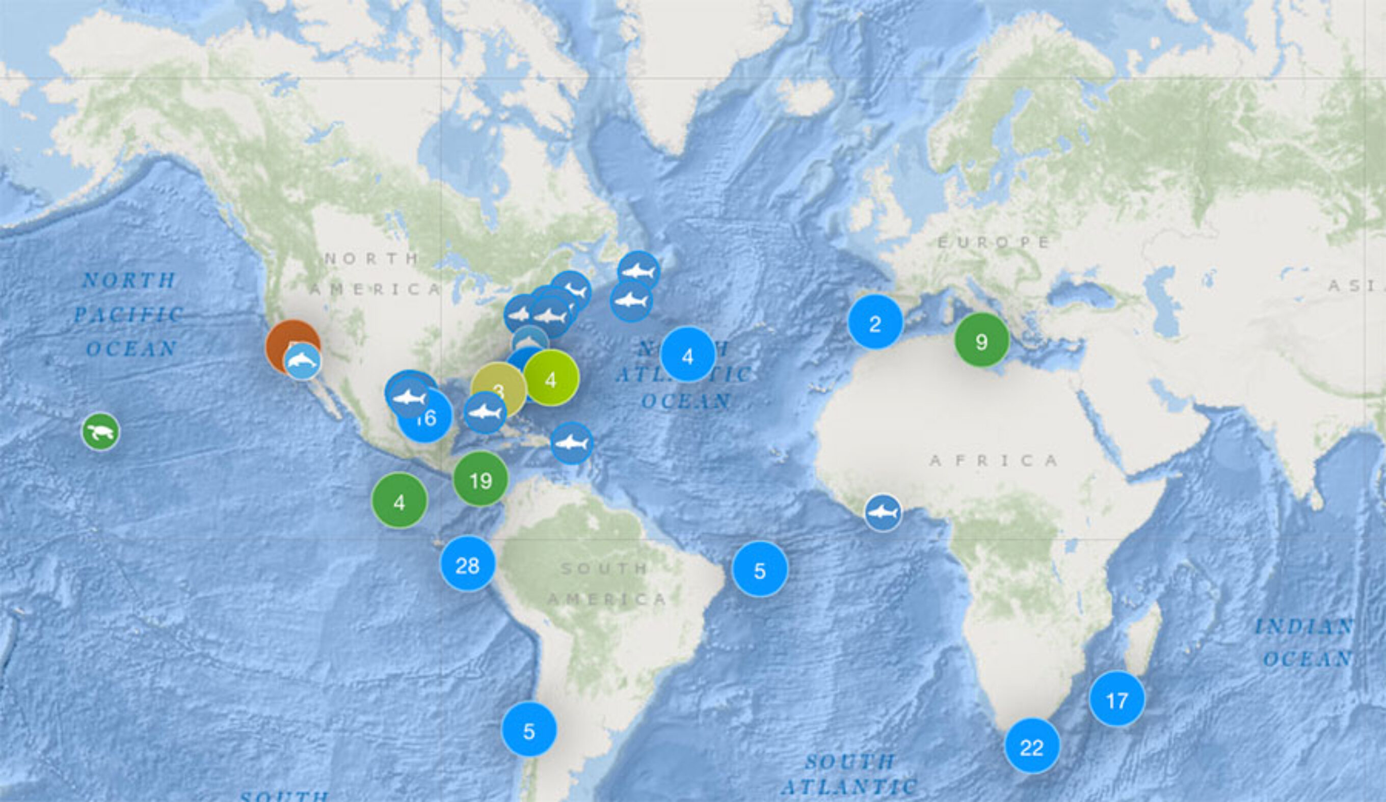 shark tracking app