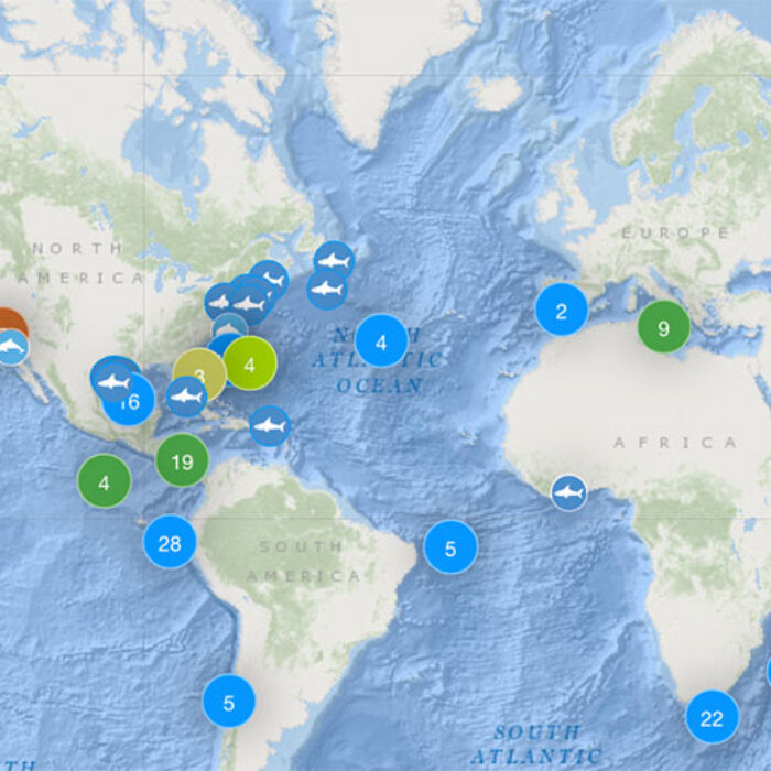 shark tracking app