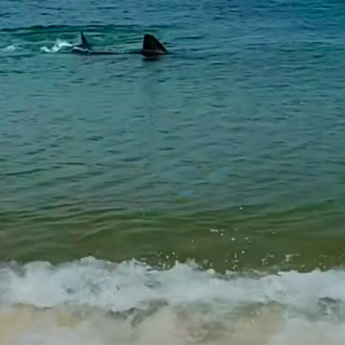 A shark eats a seal near Provincetown, Mass.