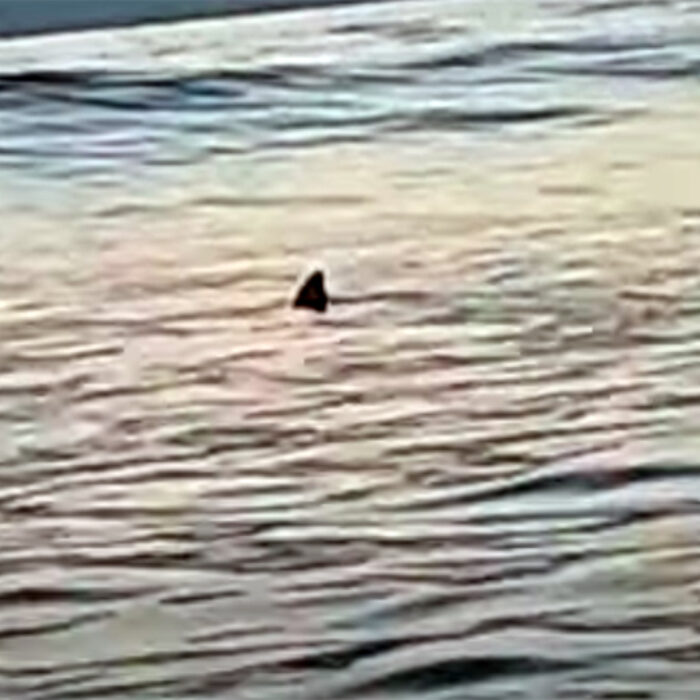 a shark in a san diego surf lineup