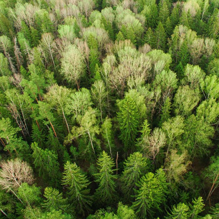 Ecosia search engine planting trees