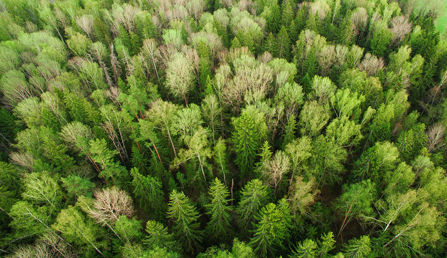 Ecosia search engine planting trees