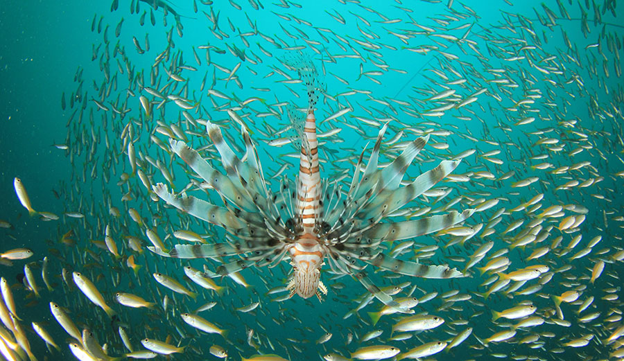 Invasive lion fish surrounded by fish