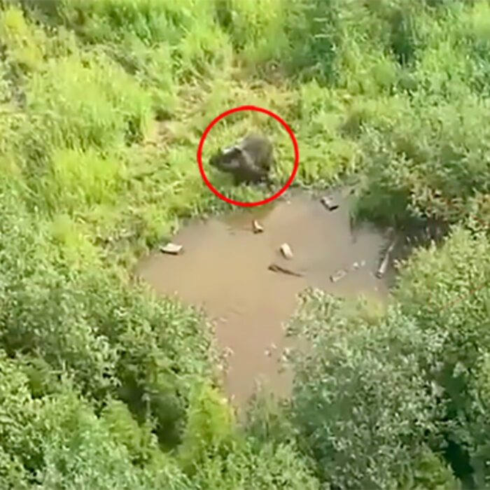 Wildlife Experts at Canada's Kicking Horse Resort Feed Grizzlies From the Gondola