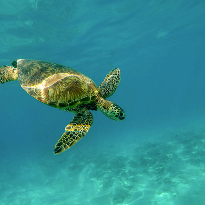 A green sea turtle