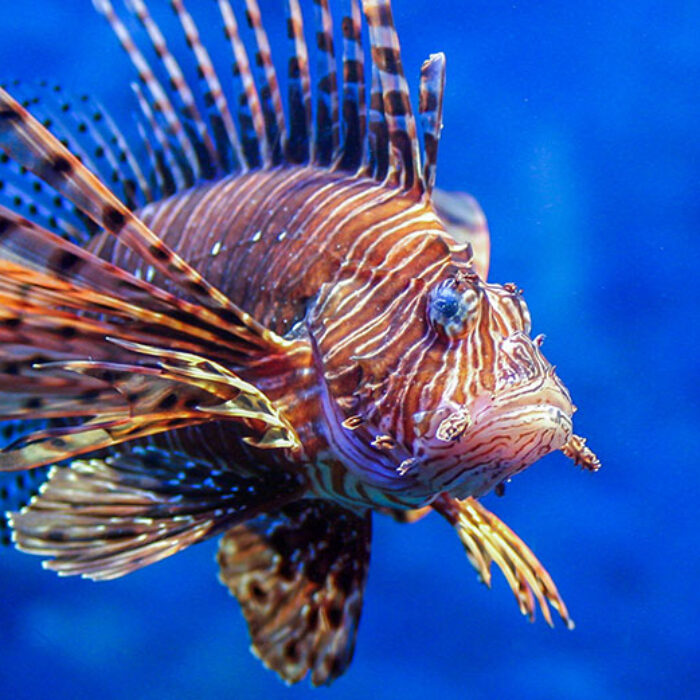 Invasive lionfish