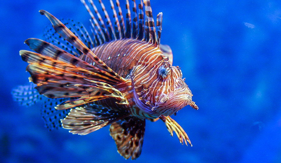 Invasive lionfish