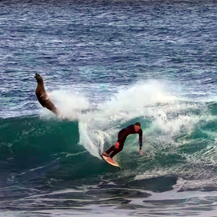 Nature: This Surfer Knocked the Top Off This Wave and a Seal Popped Out