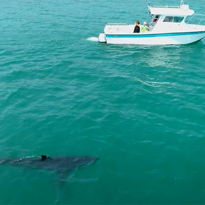 great white shark in California