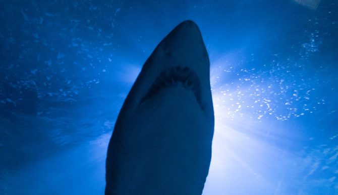 great white shark attack