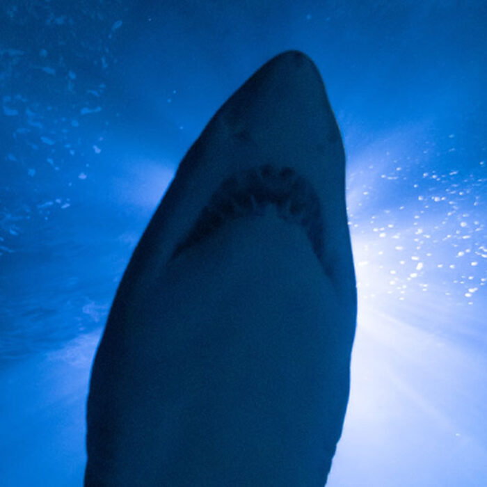 great white shark attack