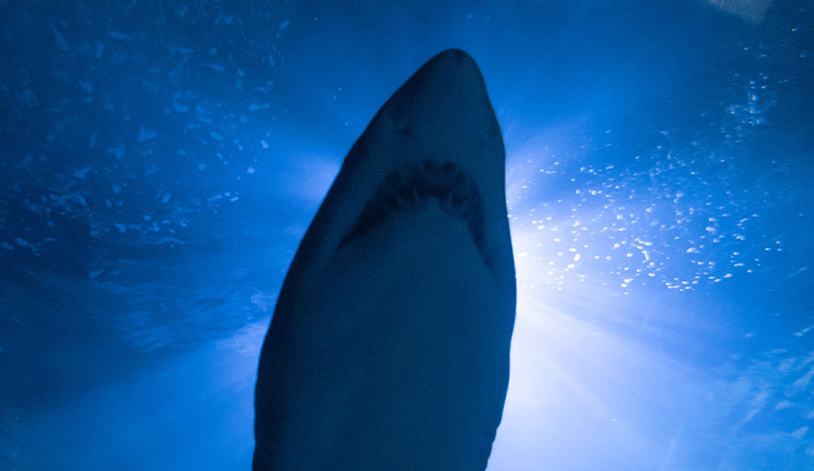 great white shark attack