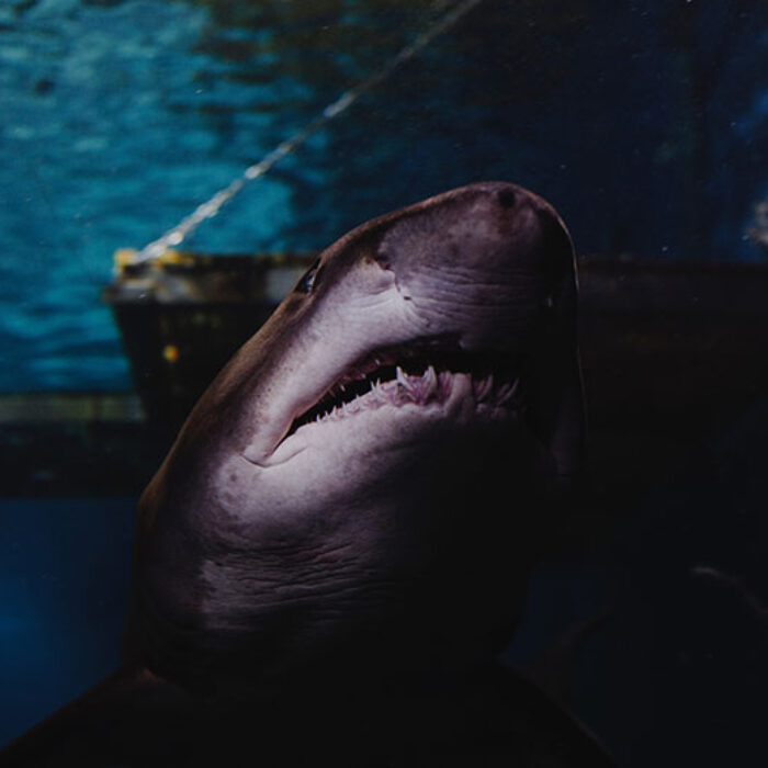great white shark swimming