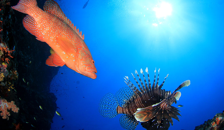 grouper and lionfish
