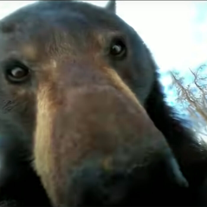 This Is What It Looks Like When a Bear Finds a Lost GoPro