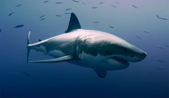 Two Australian Documentaries Examine the Detriments of Shark Culling