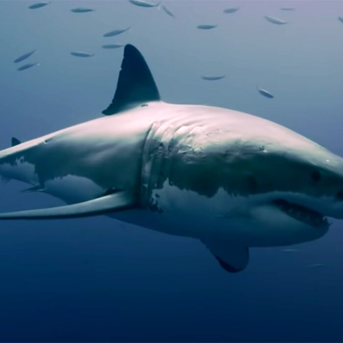 Two Australian Documentaries Examine the Detriments of Shark Culling