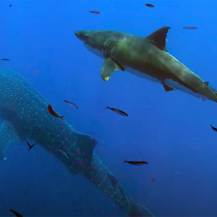 California Photographer Captures Images of Great White and Whale Shark Together