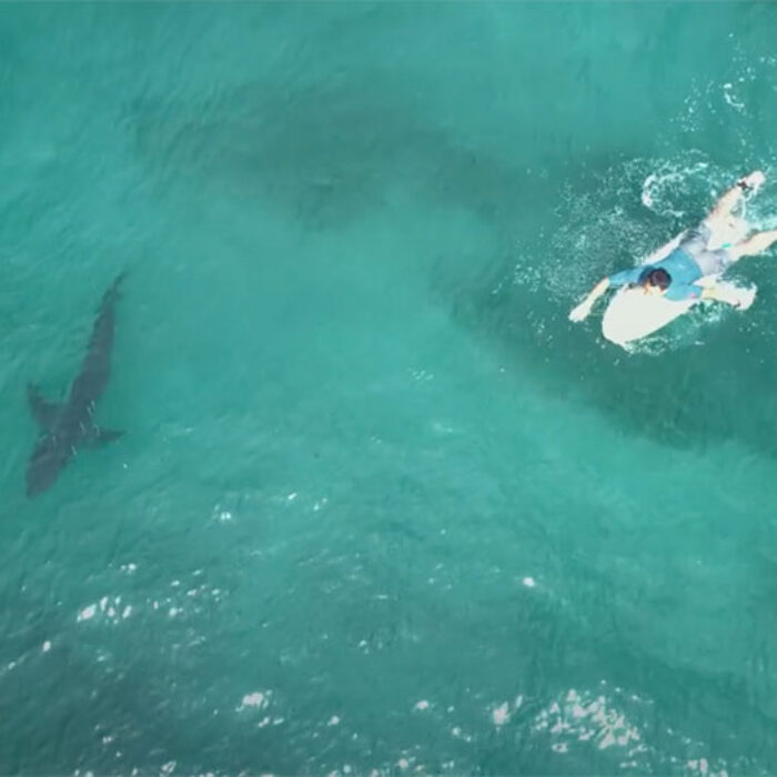 great white sharks and surfers