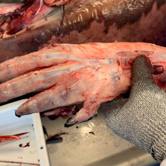 Whale flipper necropsy shows creepy bone structure