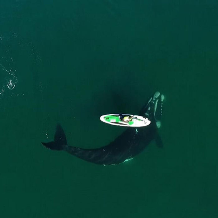 A whale nudges a paddleboarder