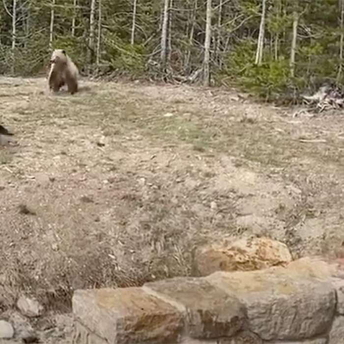 Yellowstone grizzly bear charge on camera